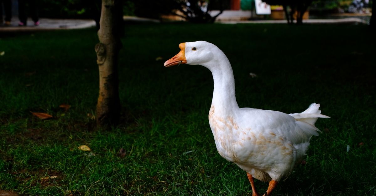 Kunming City Center Holiday Inn in Kunming: CBD Base Near Transit and Local Cafés A white goose leisurely strolling on grass in a Kunming park, offering a serene nature scene.