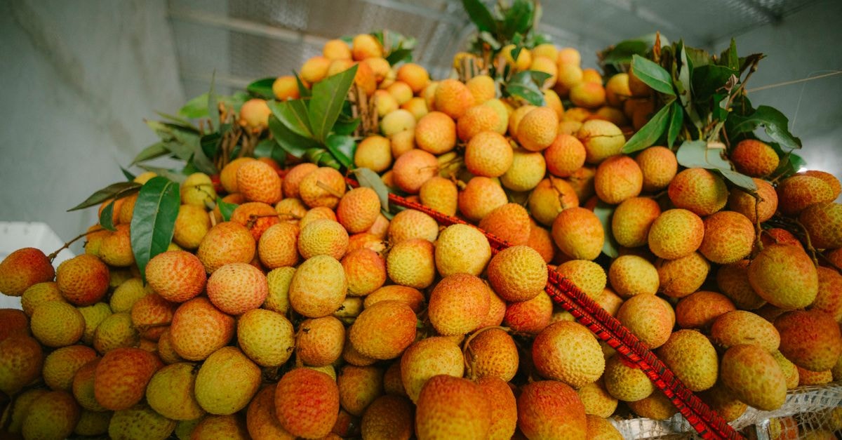 Bac Giang Travel Guide: Craft Villages, Lychees and Quiet Northern Vietnam A vibrant pile of freshly harvested lychees with green leaves, showcasing their textured skin and natural color.