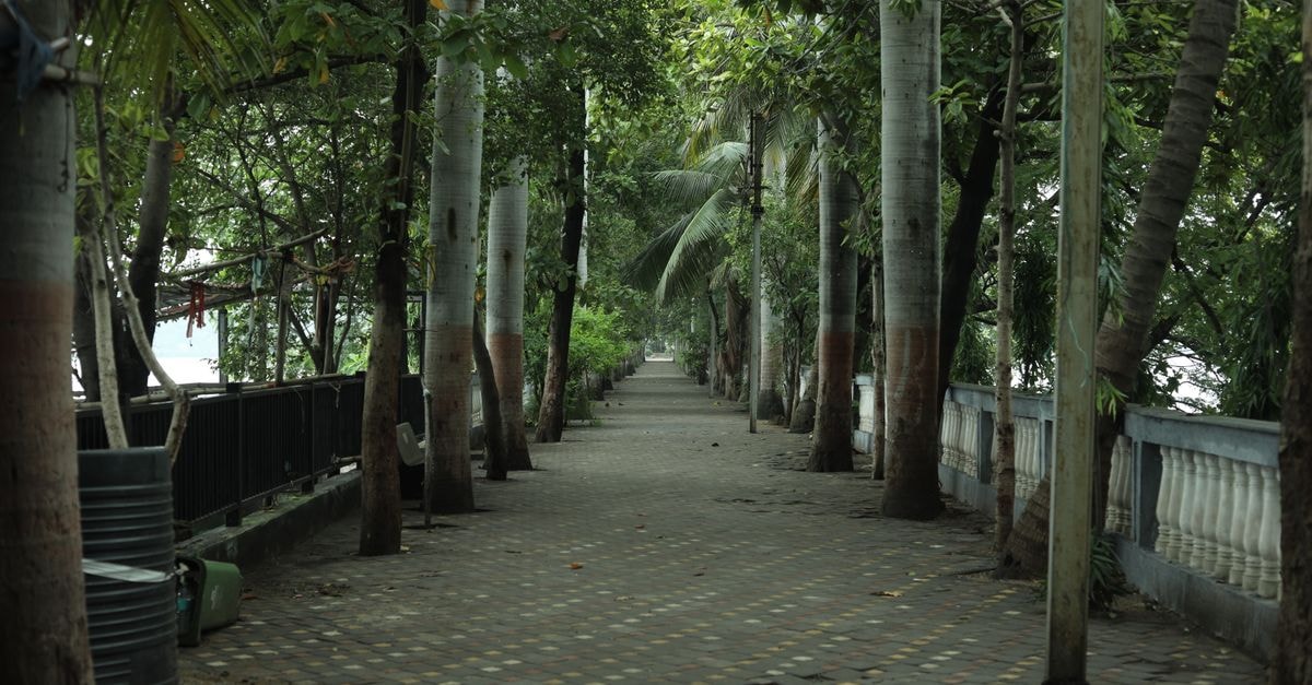Serene tree-lined walkway with lush greenery in Raipur, India, perfect for a peaceful stroll.