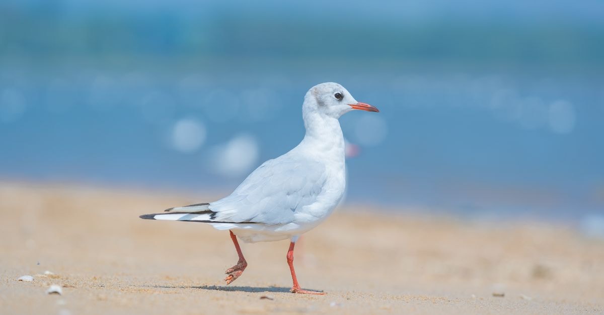 Urban Garden Hotel in Qinhuangdao: A Haiyang Road Base Near Yanshan University A graceful seagull strolling on a sandy beach shore in Qinhuangdao, China.