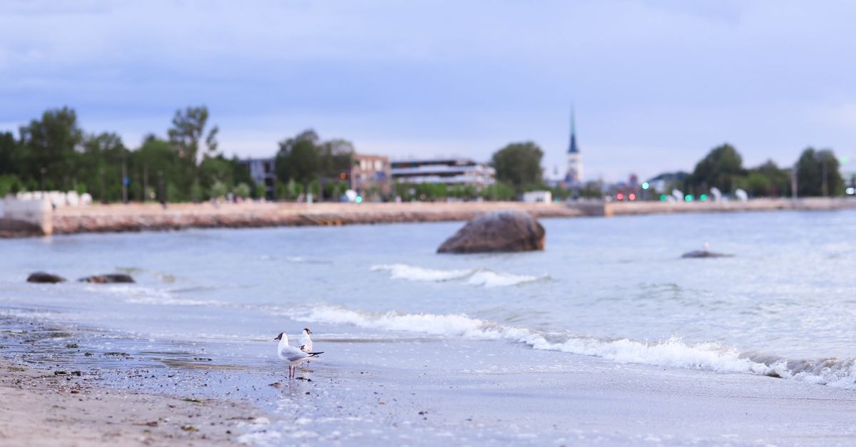 A serene beach scene with a seagull by the ocean and distant cityscape, captured at dusk.