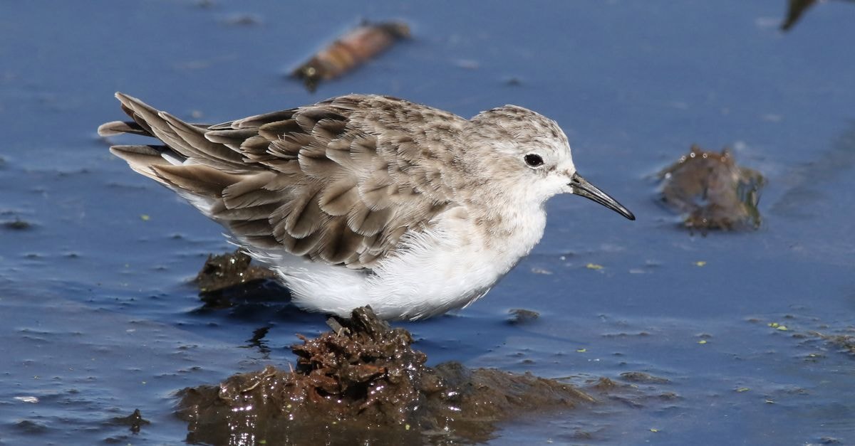 Riviera On Vaal Hotel & Country Club, Vereeniging: Heritage Meets the Vaal River A Little Stint (Calidris minuta) wading in a wetland environment.