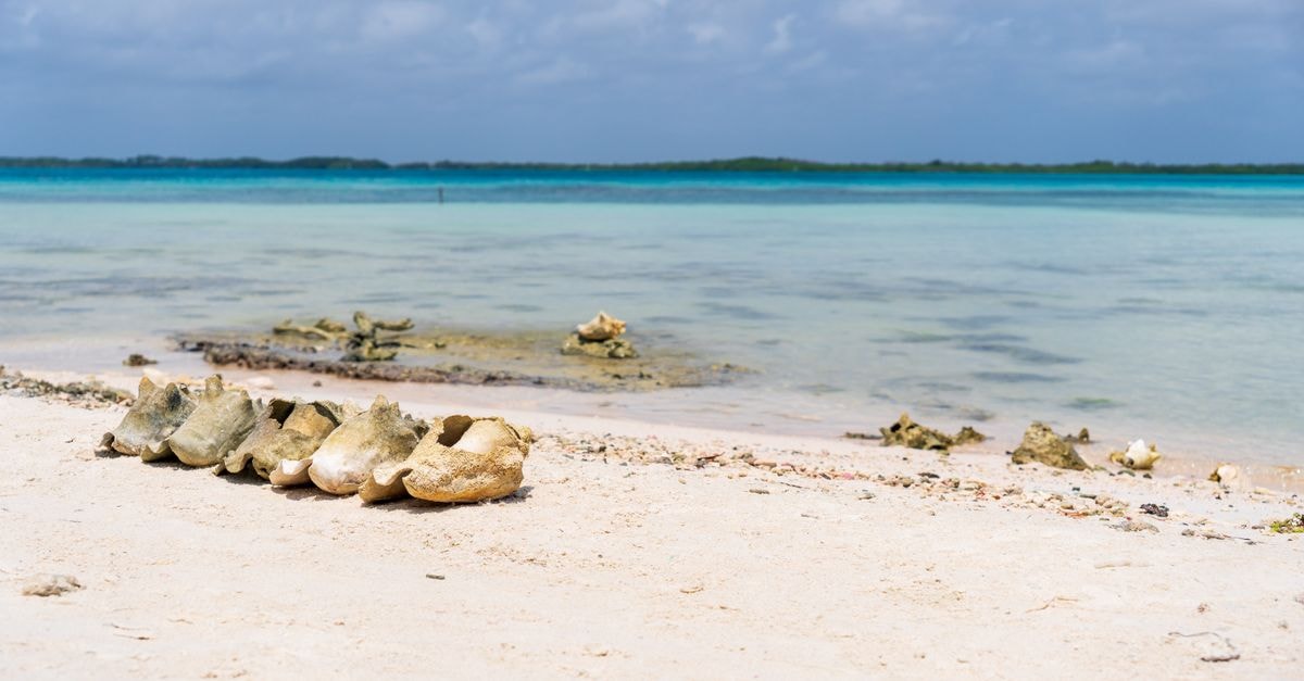 Serene beach view on Bonaire with azure waters and shells lining the shore.