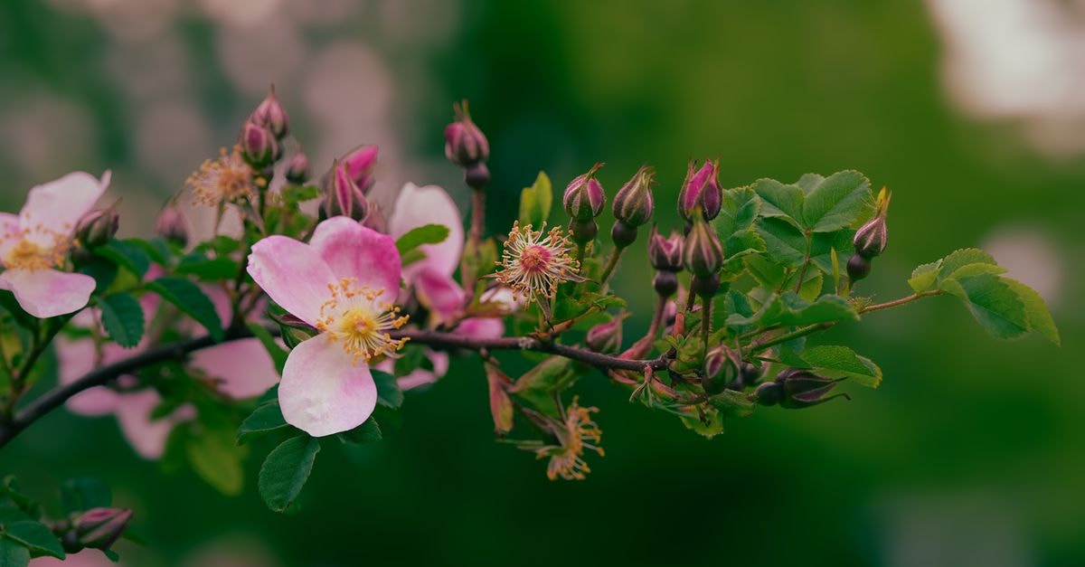 Wild Rose in Rạch Giá: A Quiet Stop Near the Harbour and Tam Bảo Pagoda Close-up of pink wild roses and buds on a branch with a soft green background.