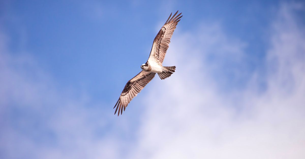 Coughlin and Shin share Scottish Open lead; Stevens cards 59 at Osprey Valley; LIV future in doubt A majestic osprey soars gracefully in the clear blue sky, showcasing its powerful wings.