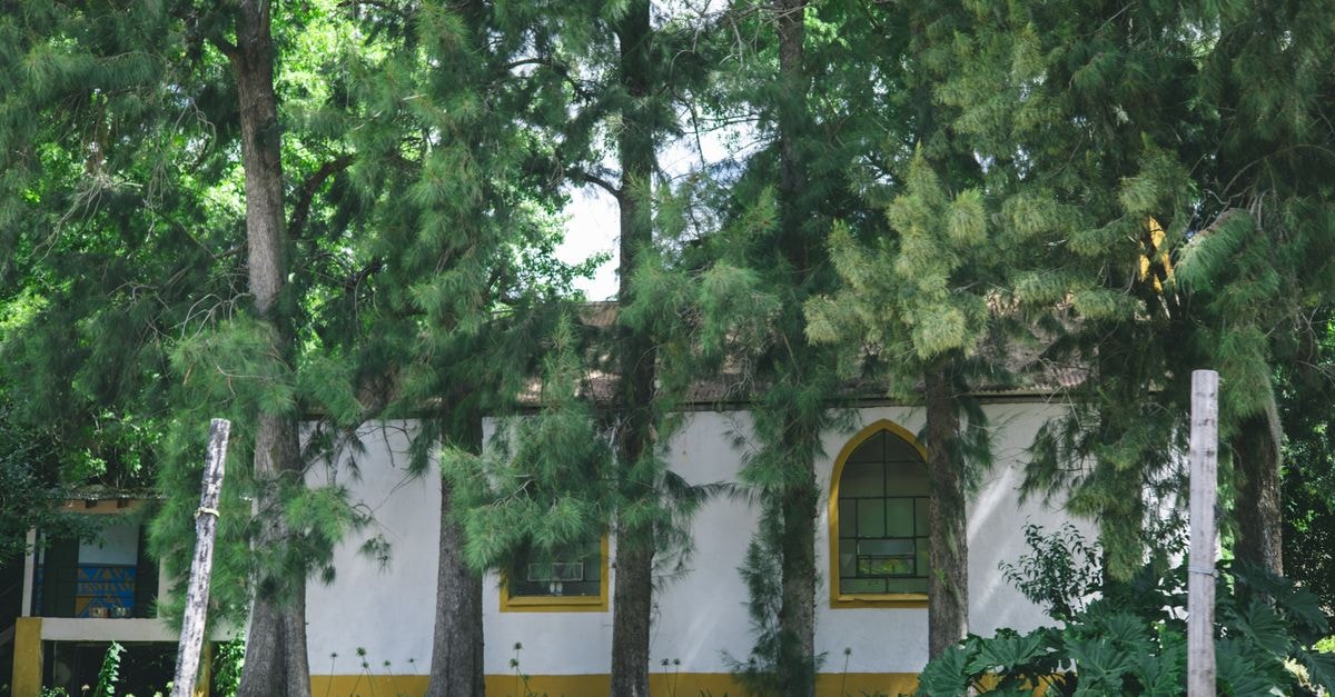 Artigas Travel Guide: A Quiet Northern Gem in Uruguay A quaint white and yellow house nestled amidst tall green trees in a serene setting.