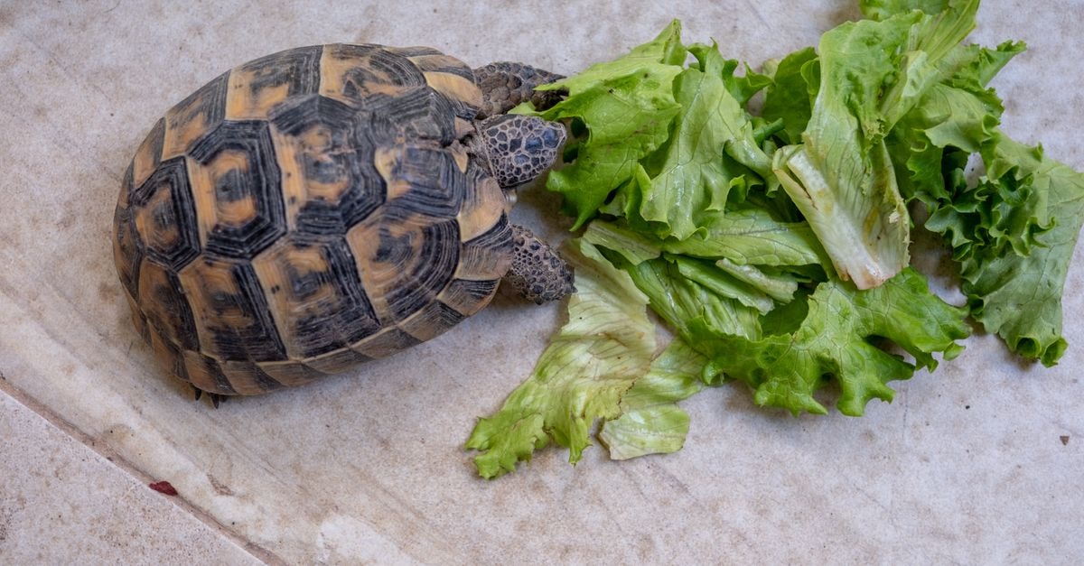 A calm Maringá travel guide for green spaces and slow meals A tortoise enjoys fresh lettuce leaves on an outdoor tile floor.