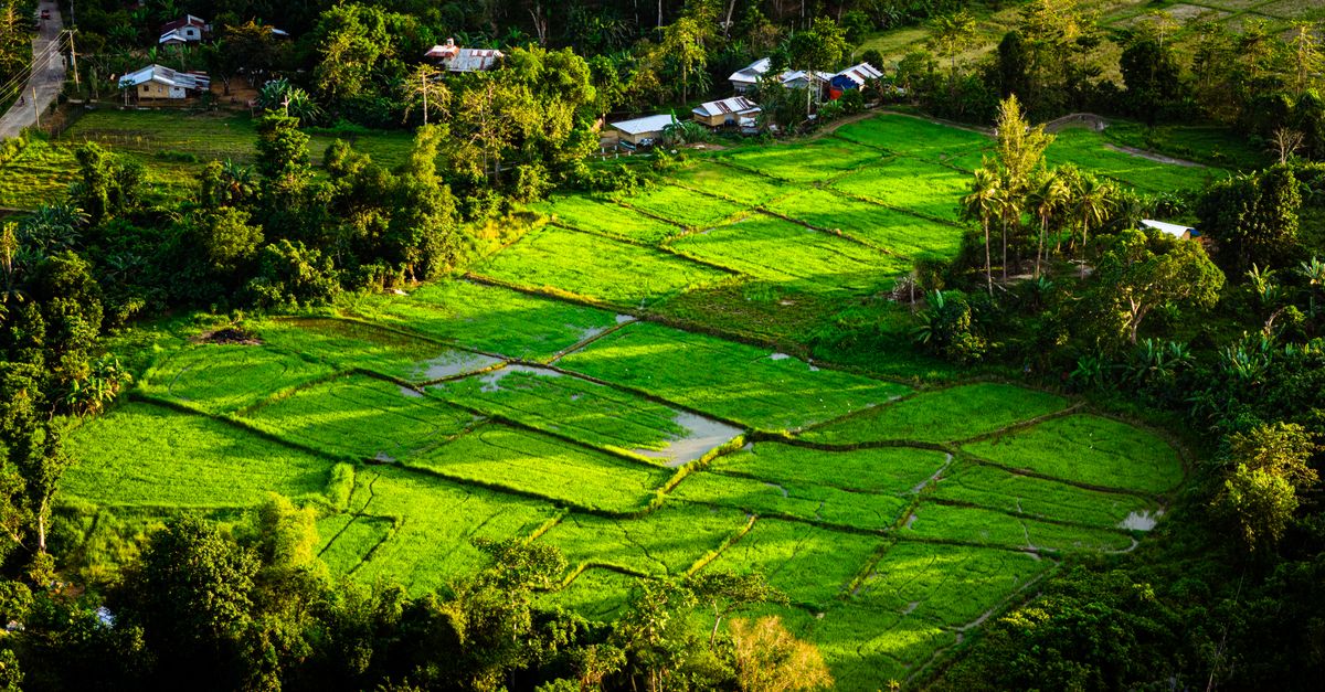 Nigeria unveils twin agriculture initiatives as Philippines details budget rise and South African farms face migrant labor gap A breathtaking aerial view of bright green rice fields in Mimaropa, Philippines, during sunset.