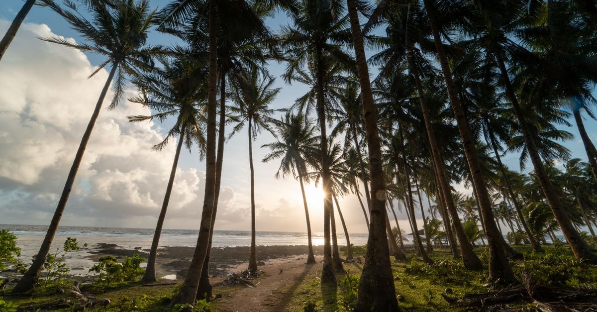 Serene tropical beach with coconut trees and ocean view at sunrise, ideal for travel inspiration.