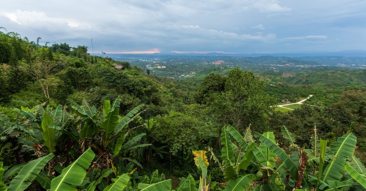Hotel Hillton in Bandarban: A Quiet Stay on the Chittagong Highway Lush banana plantations stretch across rolling green hills under a cloudy sky.
