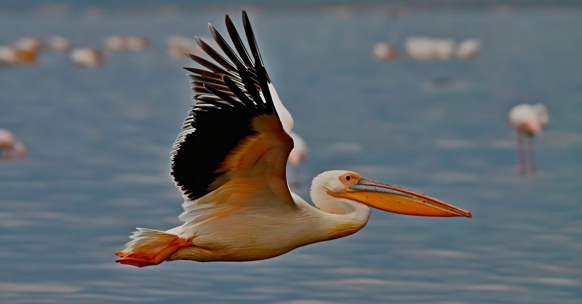 Nakuru Travel Guide: Planning Tips, Costs and Things to Do A majestic Great White Pelican soaring over Lake Nakuru in Kenya, showcasing fascinating wildlife.