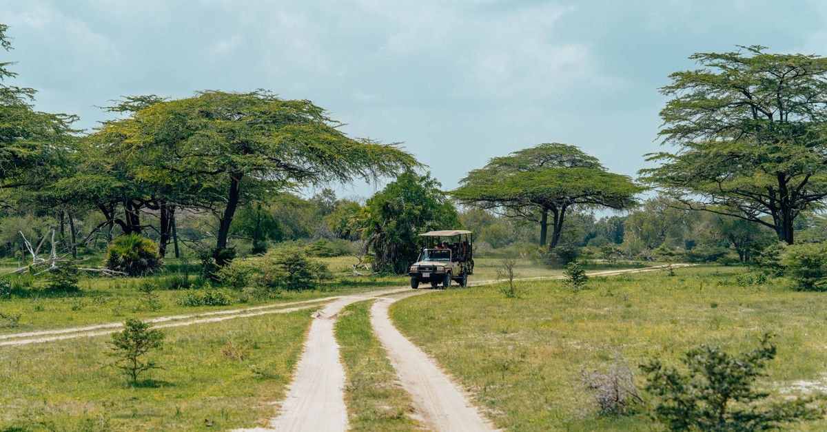 Safari vehicle driving through a lush African landscape with acacia trees on an unpaved road.