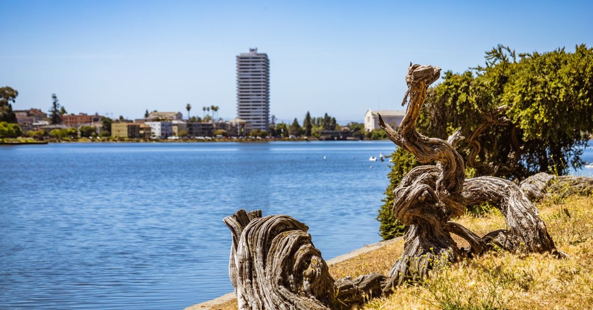 Scenic lakeside view with twisted driftwood, blue sky, and city skyline.