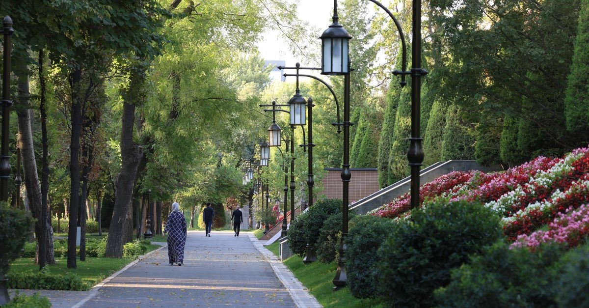 A serene tree-lined walkway in a lush urban park, perfect for tranquil strolls.