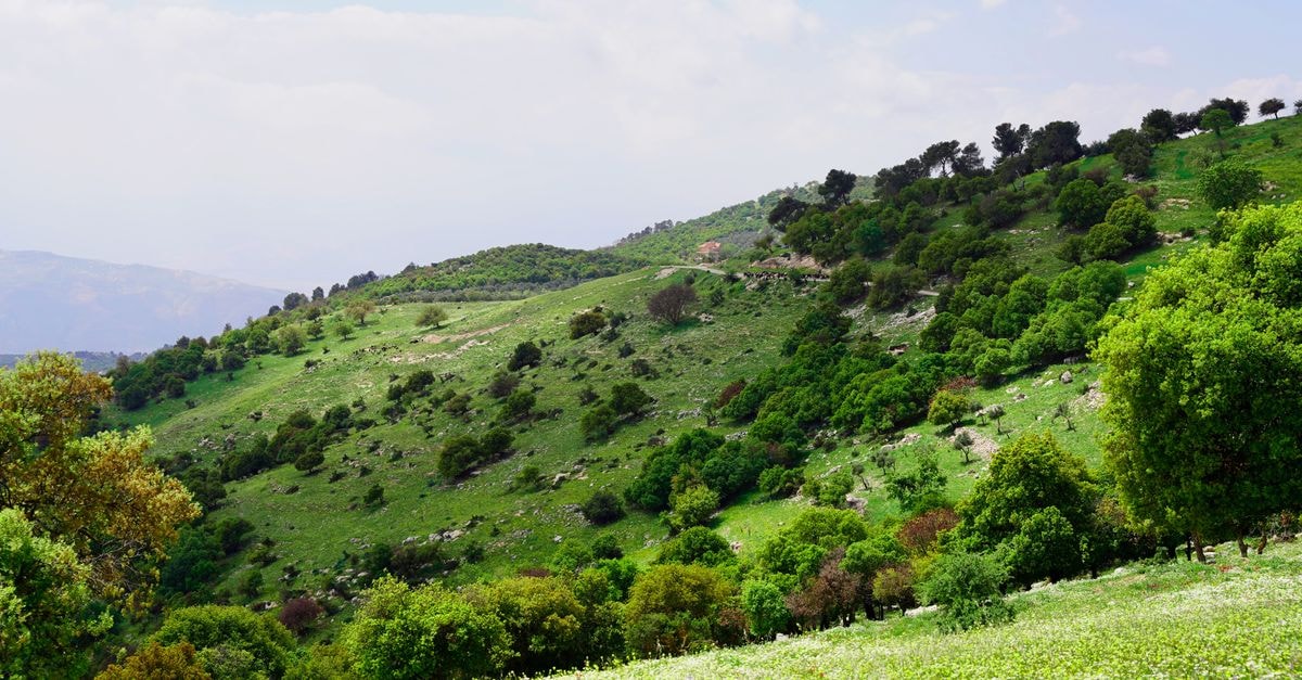 Lush green hills and woodland under an overcast sky in Jerash, Jordan.