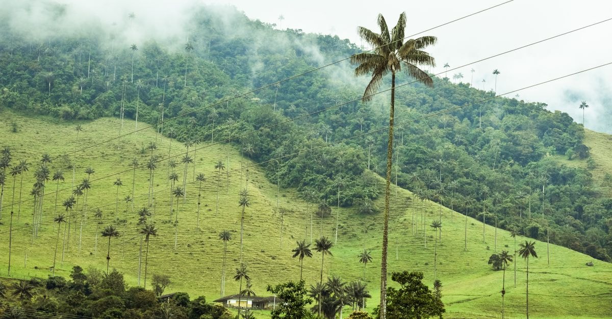 Mocoa travel guide: a gateway to the Colombian Amazon Explore the breathtaking misty landscapes of Valle de Cocora with towering palm trees and lush green hills.