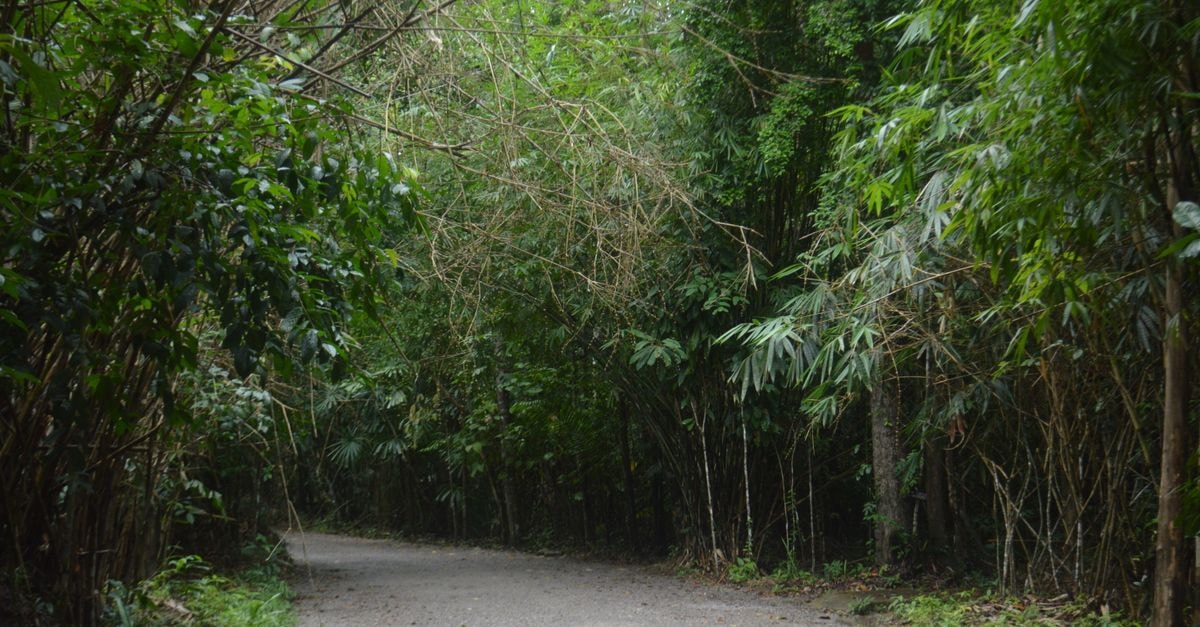 A Quiet Corner of the Rainforest: A Travel Guide to Nola A tranquil path winding through a lush bamboo forest, offering a peaceful nature retreat.