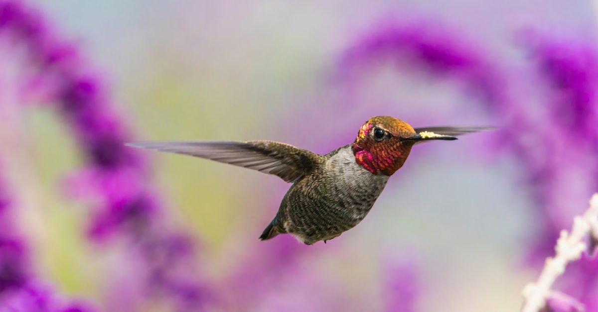 Vibrant Anna's hummingbird hovering in front of purple flowers, showcasing its beauty.