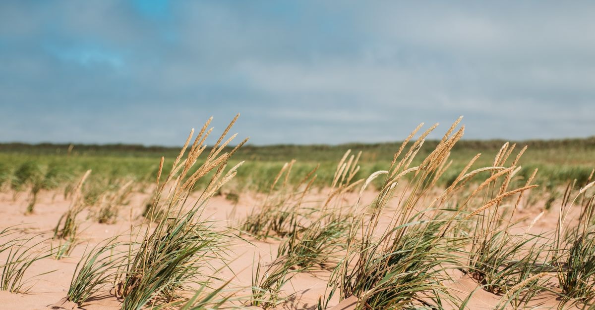 A Slow-Travel Guide to Charlottetown, Prince Edward Island Sand dunes with coastal grass under clear skies in Prince Edward Island, Canada.