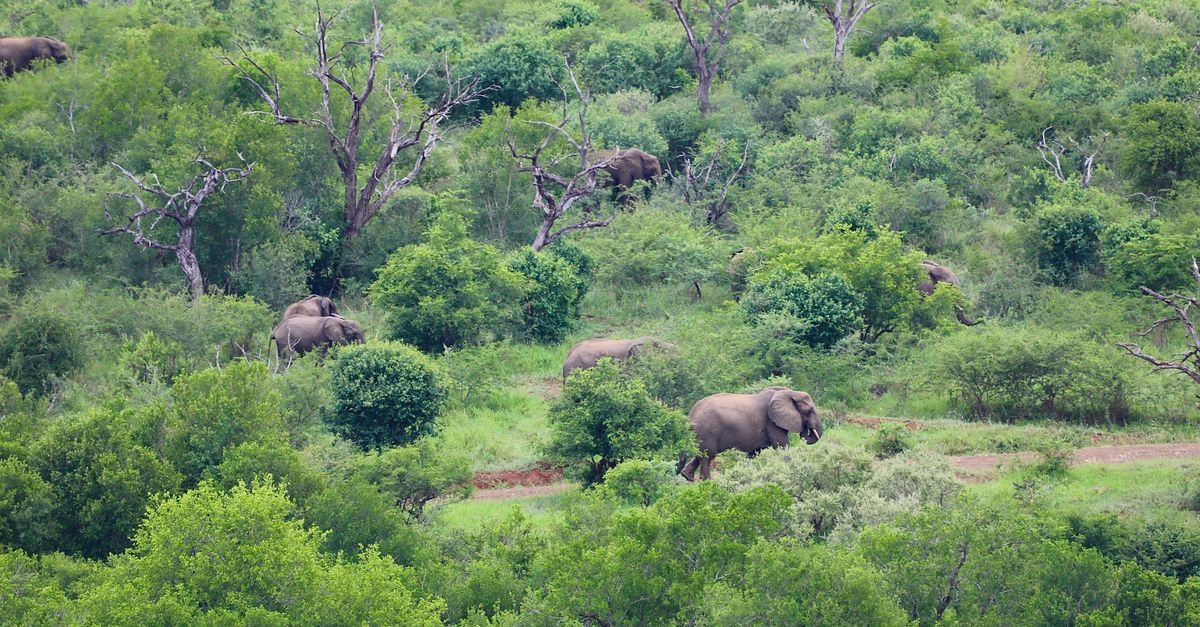 Marsabit Travel Guide: Oasis Forests, Elephants and Wide Skies Group of African elephants wandering through a vibrant and dense savannah landscape.