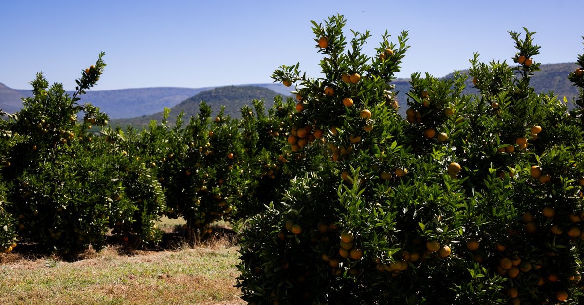 Mbombela Travel Guide: Gardens, Citrus and Kruger Connections A vibrant orange orchard set against a scenic mountain backdrop under a clear blue sky.