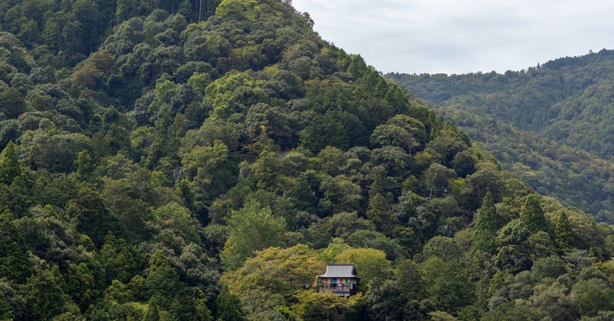 Koyasan Travel Guide: Temples, Cedar Forests, and Slow Mountain Days Lush green forest surrounding a serene Japanese temple nestled in a tranquil valley.