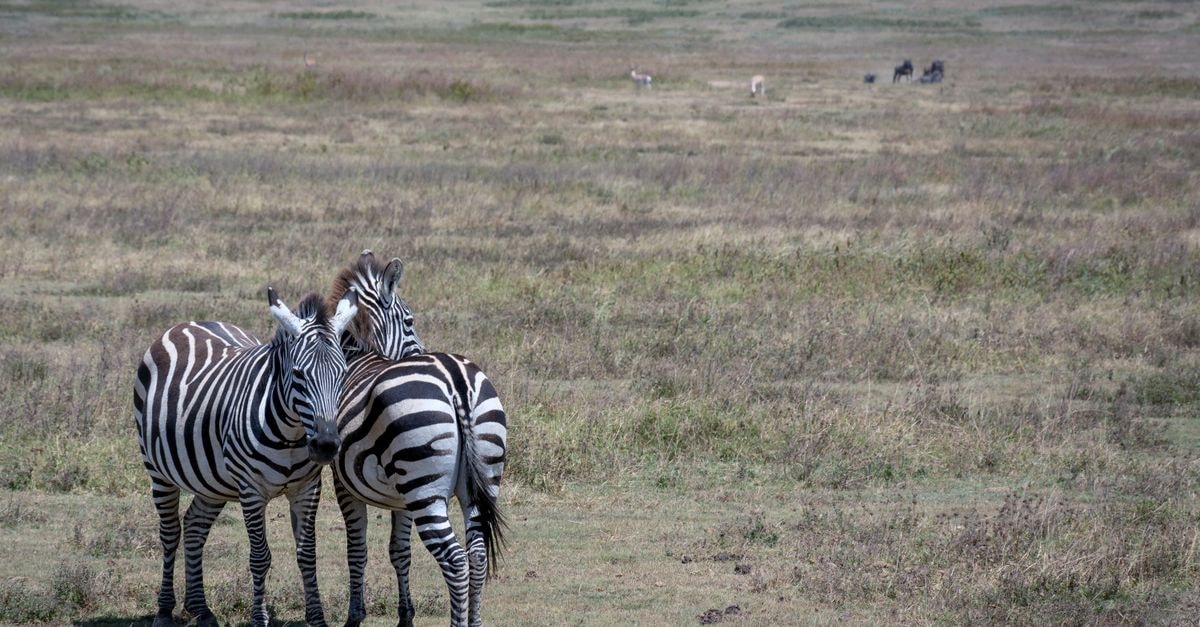 Picture of two zebras grazing in the Serengeti, Tanzania, showcasing African wildlife.