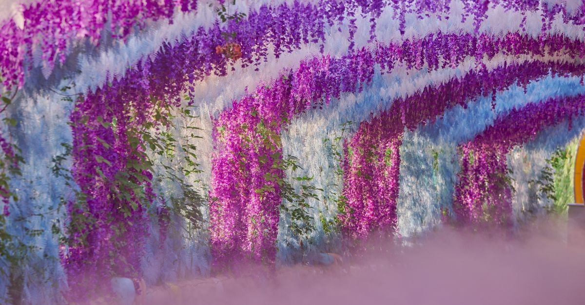 JR Kyushu Station Hotel Kokura in Kitakyushu: A Station-Top Stay Explore the vibrant hues of a wisteria tunnel in a picturesque garden setting.