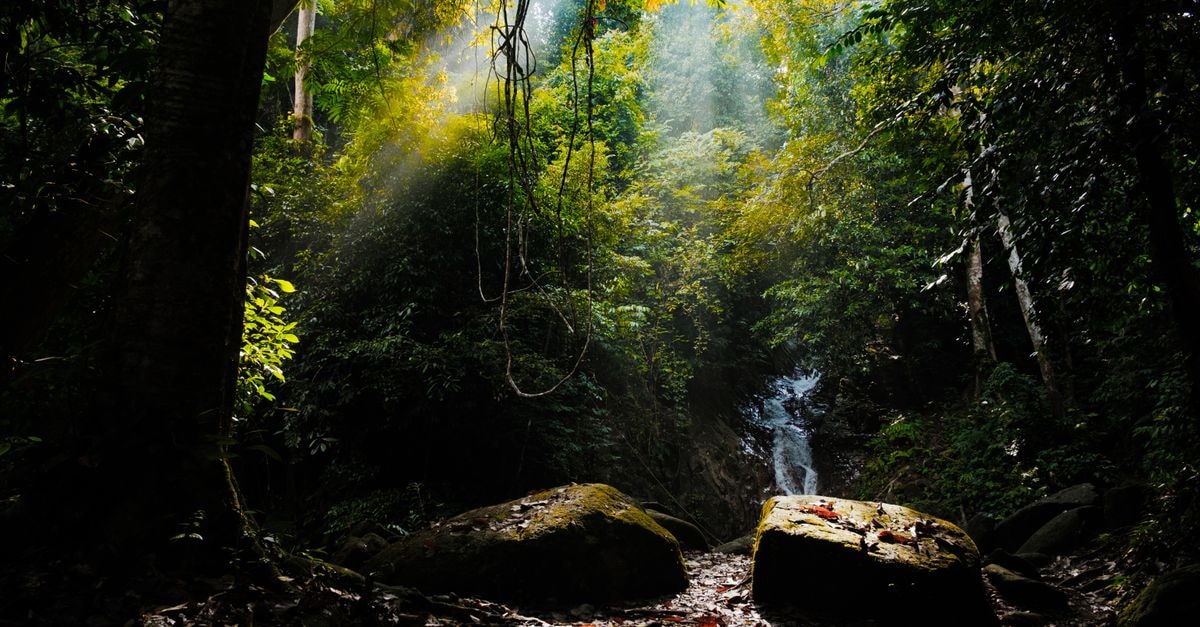 Brokopondo Travel Guide: Rainforest Calm and Reservoir Light Morning sunlight filtering through trees in the lush Labis forest, Johor, Malaysia.