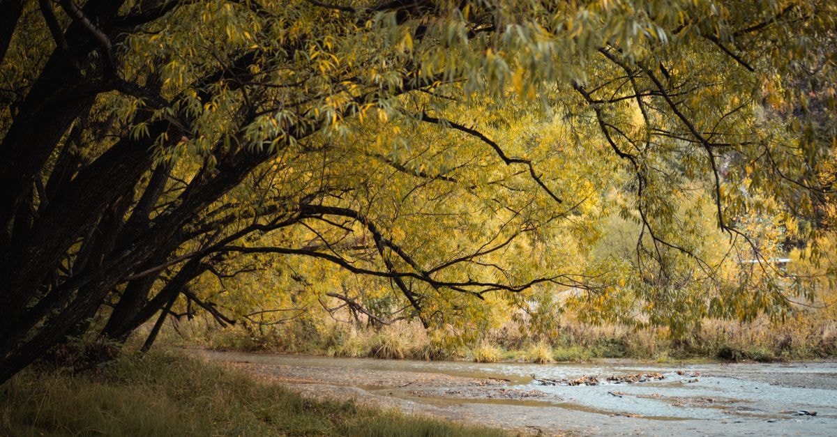 A Quiet Riverside Stop: Gumi Travel Guide for Slow Explorers Peaceful autumn landscape with golden foliage and serene creek in Arrowtown, New Zealand.