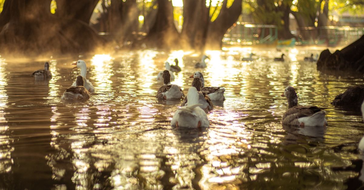 Xochimilco Travel Guide: Canals, Chinampas, and More Ducks swimming in serene sunlight at Tangancícuaro de Arista, Michoacán, México.