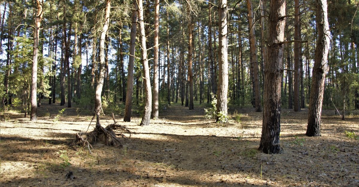 Bright pine forest scene with sunlight filtering through trees, creating serene ambiance.