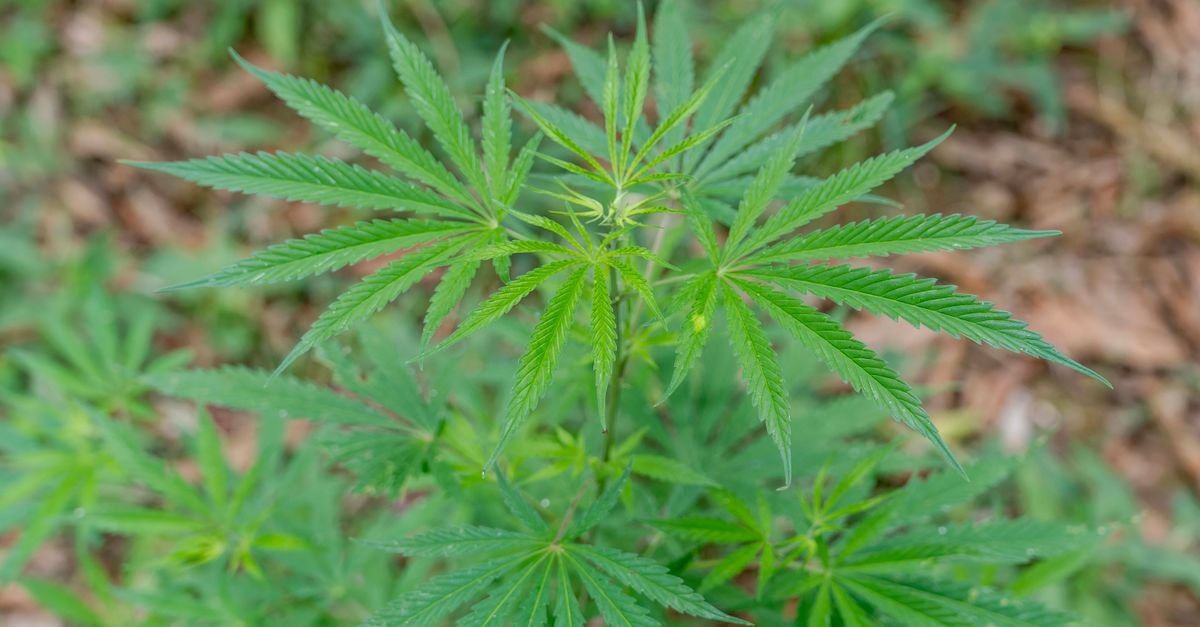 Detailed view of a lush green cannabis plant. Perfect for botanical or medicinal imagery.
