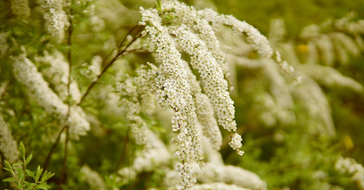 Hotel Oasis Aleg in Aleg: A Long-Standing Stop on Hope Road Beautiful white flower clusters on green foliage, perfect for spring themes.