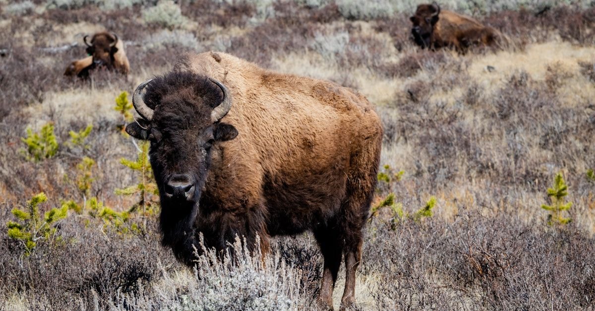 Bison grazing in the grasslands of Yellowstone National Park, showcasing wildlife in its natural habitat.