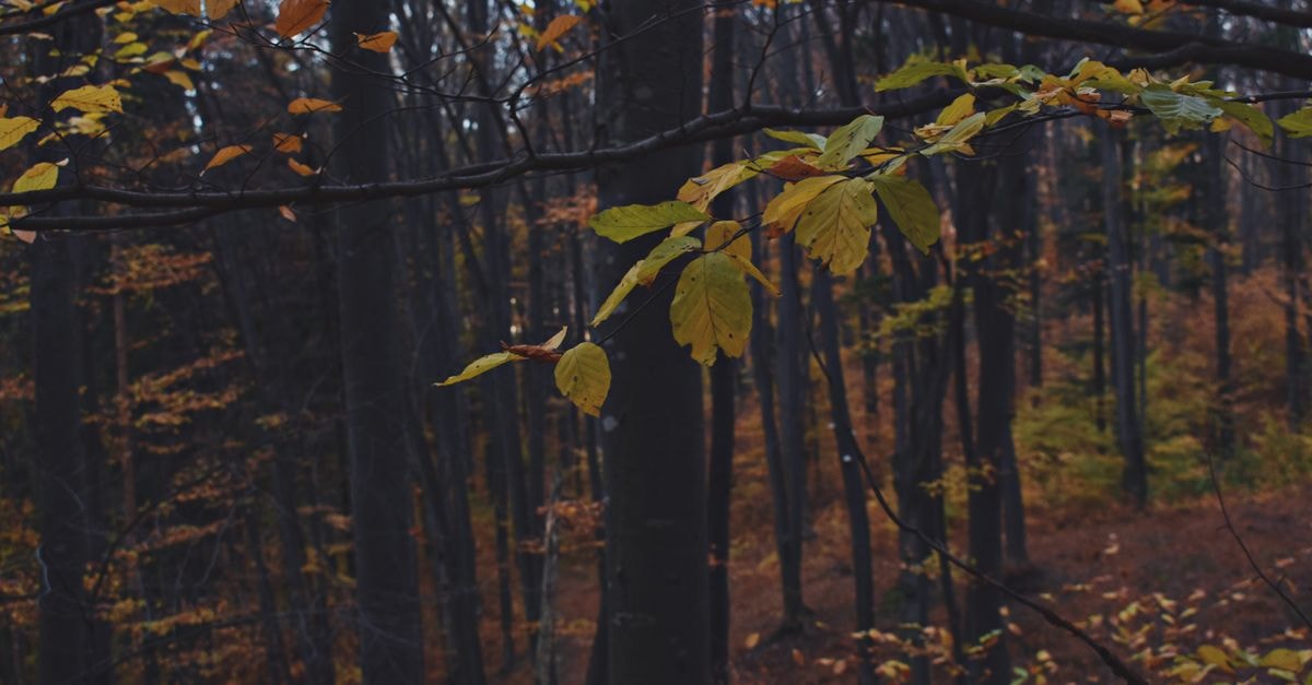 Piatra Neamţ Travel Guide: Where Mountains Shape the City Vibrant fall leaves in a serene forest near Piatra Neamț, Romania.