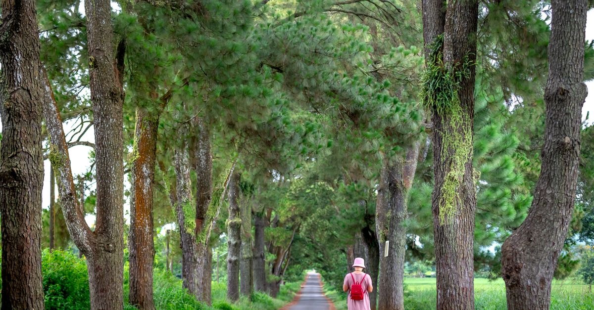 A woman peacefully walks down a tree-lined rural road, surrounded by nature's tranquility.