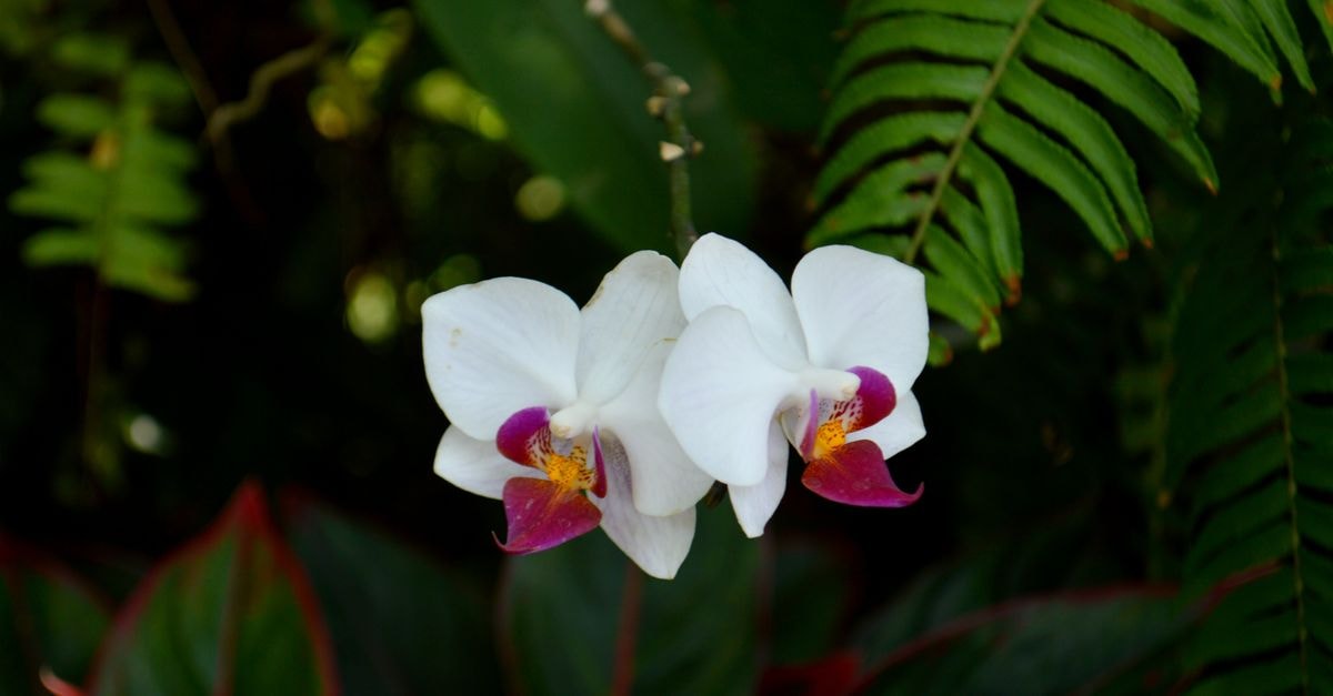 Delicate white orchids with purple centers among lush green tropical leaves. Perfect for nature and floral themes.