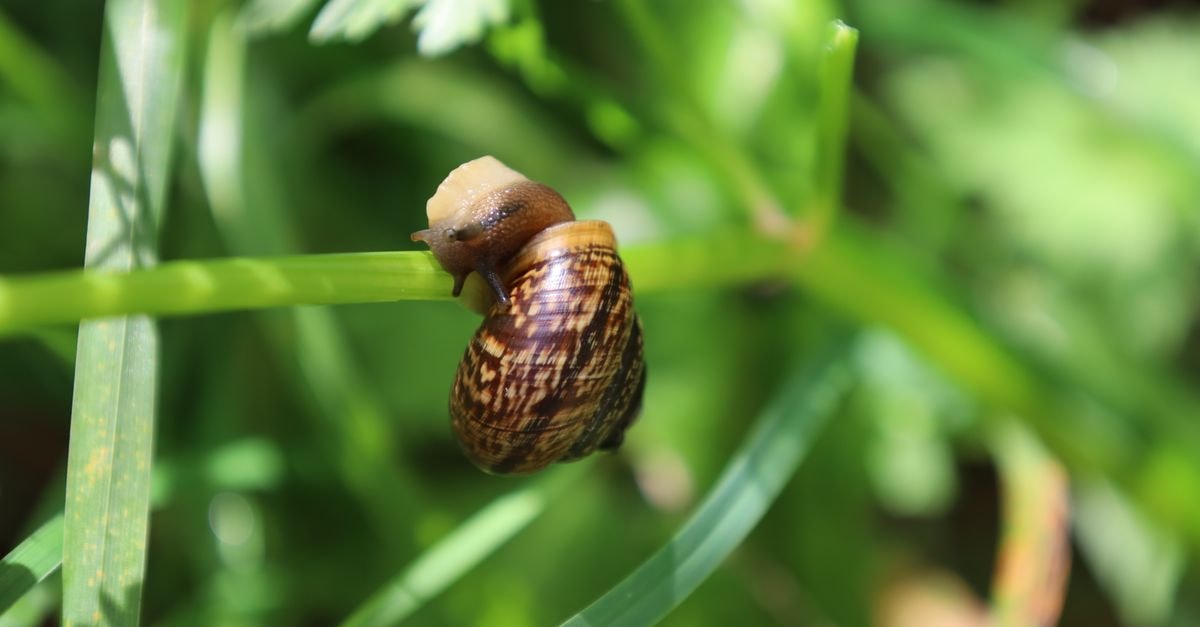 Ishigaki Travel Guide: A Slow Island Rhythm for Curious Visitors A close-up of a garden snail climbing a green leaf in natural sunlight.