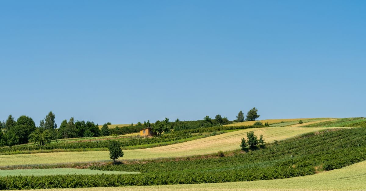 Slow Days and Open Fields: A Vaslui Travel Guide Expansive summer fields under blue skies in Krzczonów, Poland.