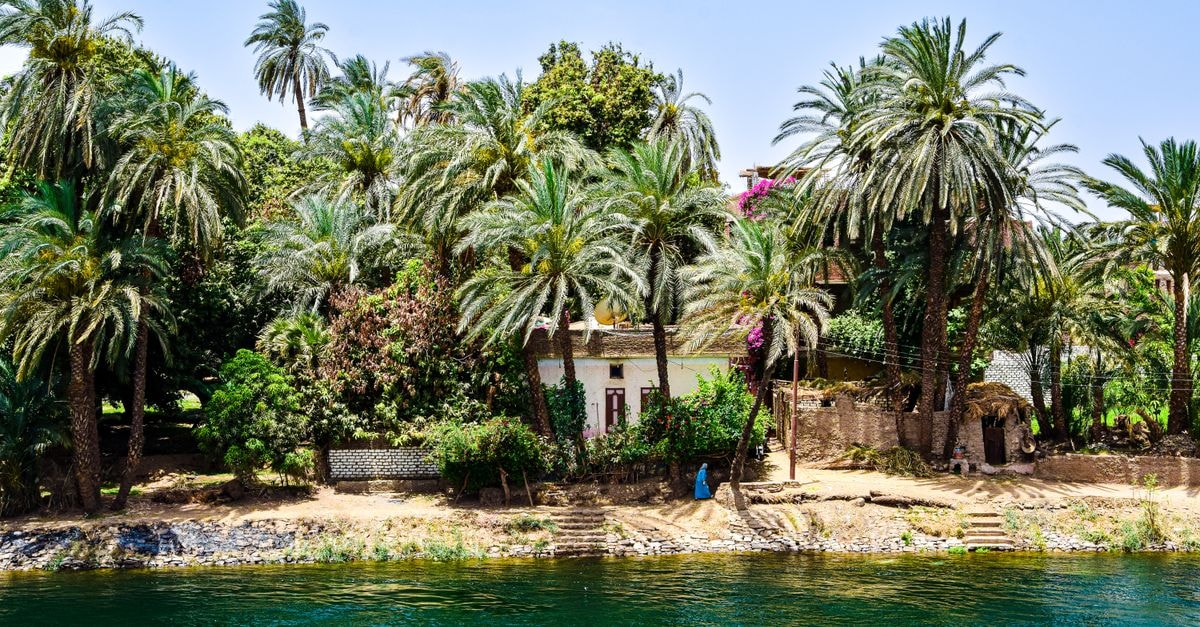 Kūstī travel guide: a quiet White Nile city worth a slow look Scenic view of lush palm trees along the Nile Riverbank in Egypt, offering a tropical vibe.