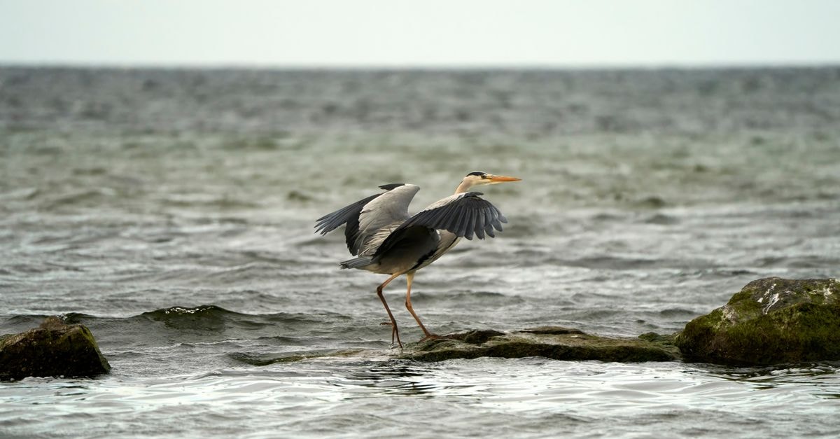Heron, Kingstown: Upper Middle Street Stay with Event Space A heron gracefully posed on the shore of the Baltic Sea in Trelleborg, Sweden, capturing the essence of wildlife in nature.