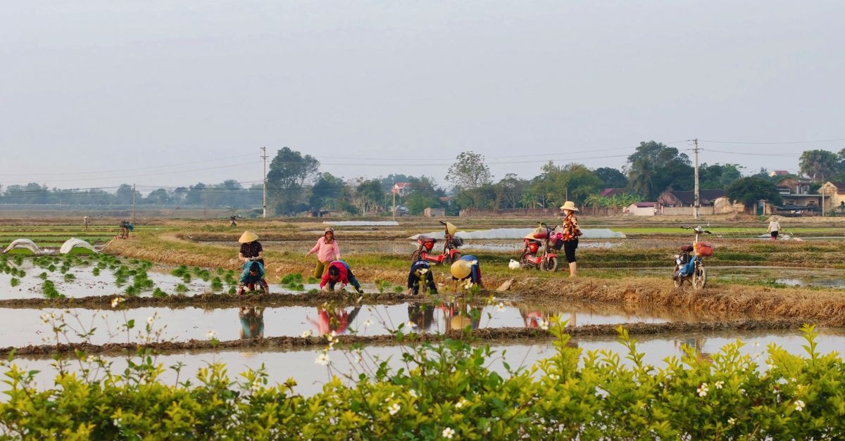Thanh Hóa Travel Guide: Planning Tips, Costs and Things to Do A group of farmers working in rice fields in rural Vietnam, showcasing traditional agriculture.