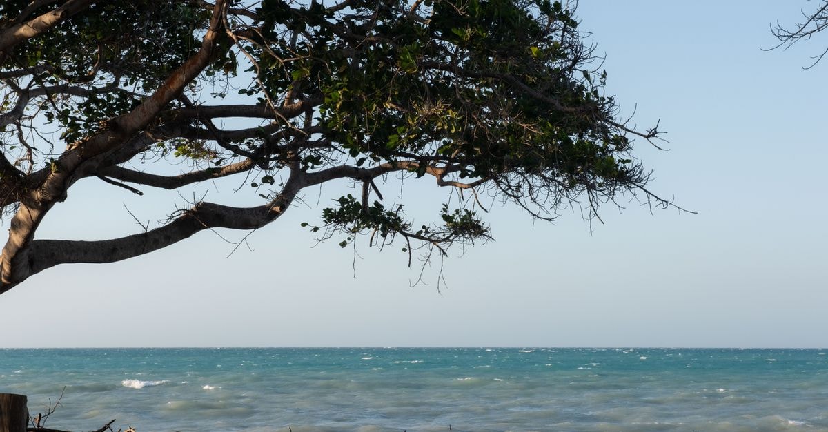 Peaceful ocean scene with a tree framing the horizon, under a clear sky.