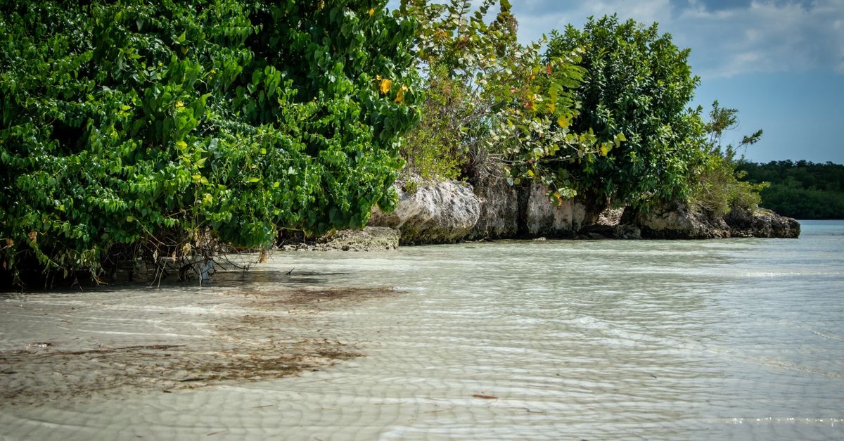 Scenic view of a tranquil beach with lush greenery and clear shallow waters under a bright blue sky.
