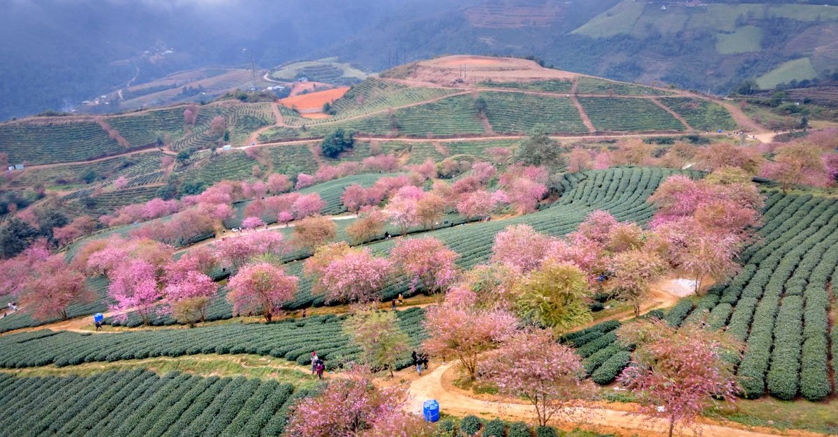 Lu'an Travel Guide: Mountains, Heritage, and Slow Tea Drone shot of cherry blossoms over terraced farmland in Vietnam's rural landscape.
