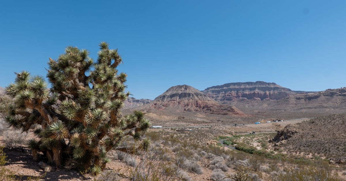 Explore the vast desert landscape with a striking Joshua tree under a clear blue sky.