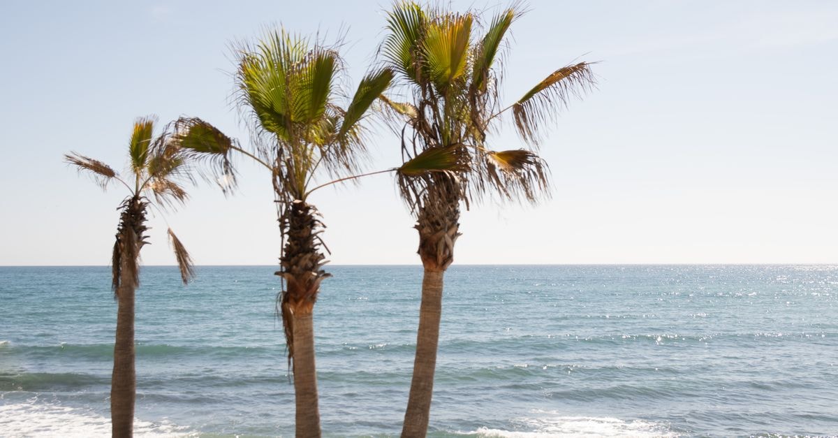 Dongying Travel Guide: Where the Yellow River Meets the Bohai Calm sea view with three palm trees under a bright sky.
