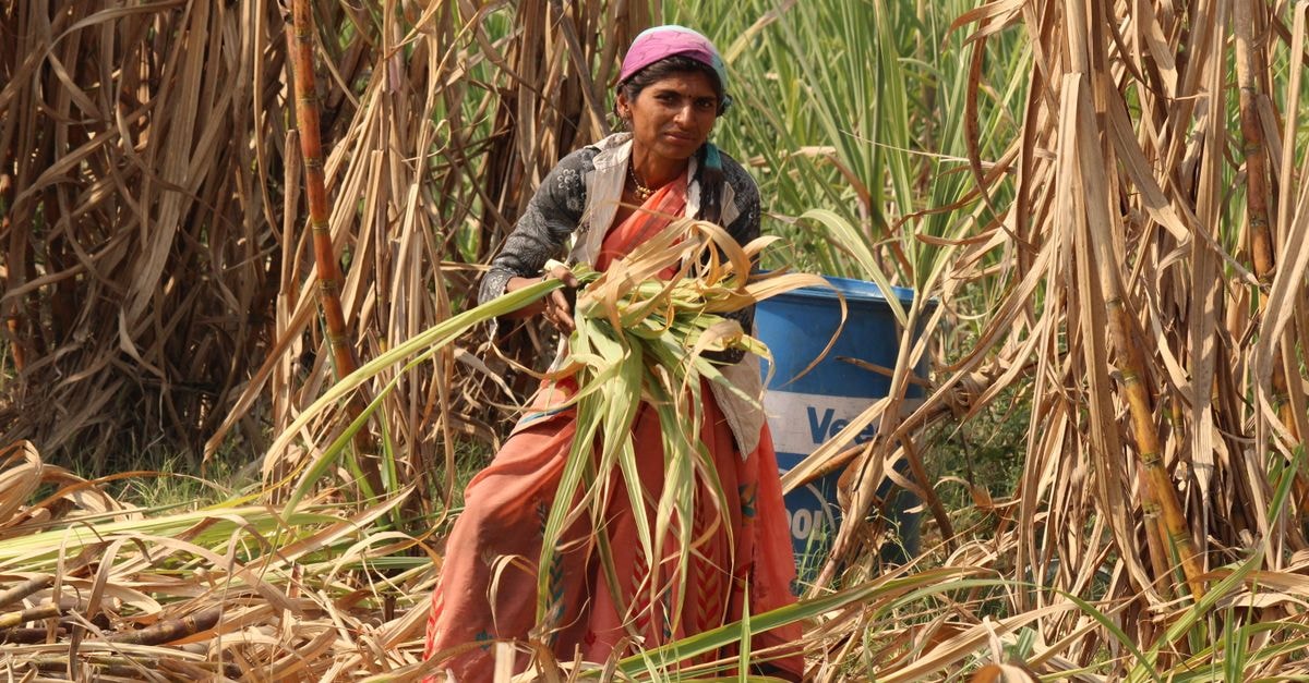 Vinca Inn Sangli in Sangli: A Vishrambag Stay Near New Pride Multiplex South Asian woman working in a sugarcane field in Sangli, Maharashtra, India.
