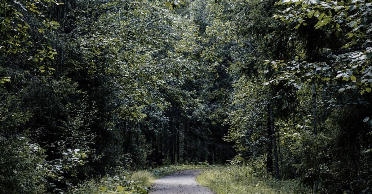 Joensuu Travel Guide: Quiet Corners of Eastern Finland A serene forest path meanders through dense trees in Finland, capturing natural tranquility.